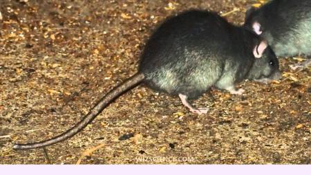 Black Rat