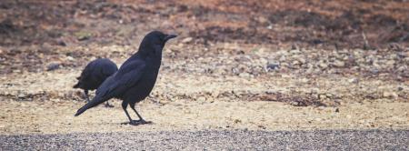 Black raven stands on the road