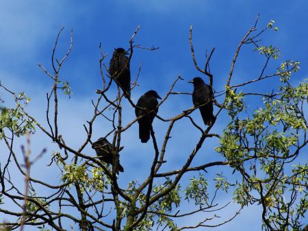 Black Raven