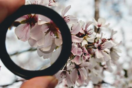 Black Ring in Front of White Orchid Selective Focus Photography