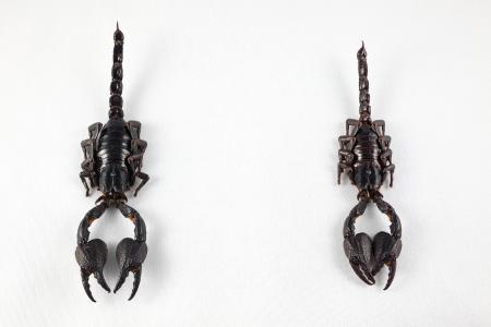 Black Scorpion Pair