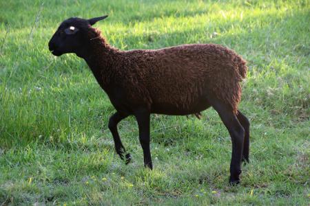 Black sheep in thew green field