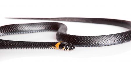 Black Snake