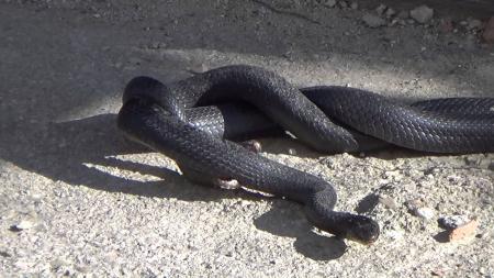 Black Snake