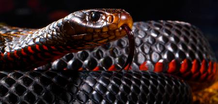 Black Snake