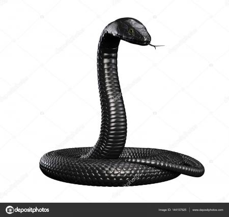 Black Snake