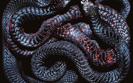 Black Snake