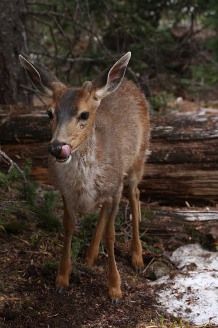 Blacktail Deer