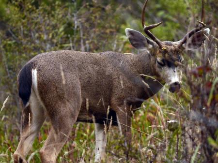 Black Tailed Deer