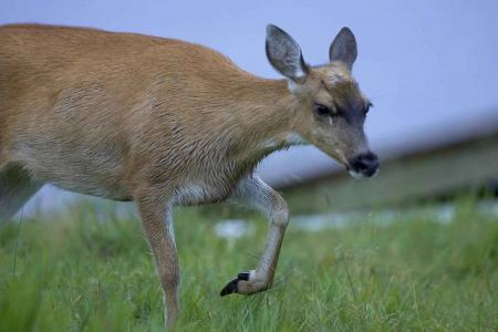 Black Tailed Deer