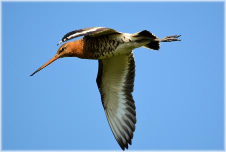 Black-tailed Godwit