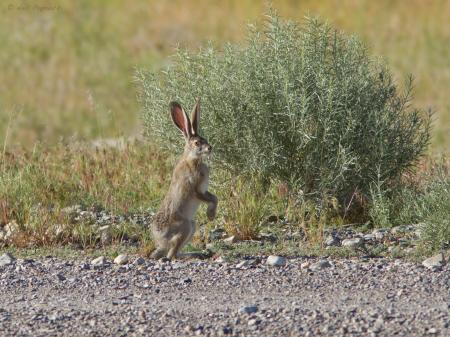 Black Tailed Jackrabbit