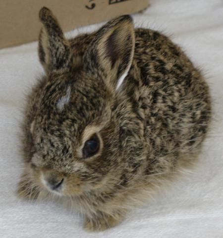 Black Tailed Jackrabbit