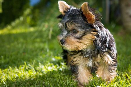 Black Tan Yorkshire Terrier