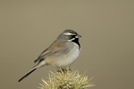 Black Throated Sparrow