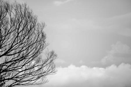 Black Tree Trunks and Sky