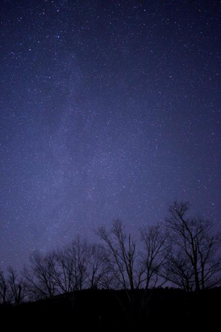 Black Tree Under Purple and Black Sky during Night Time