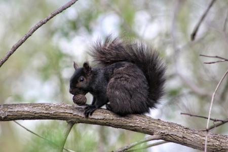 Black walnut, black squirrel