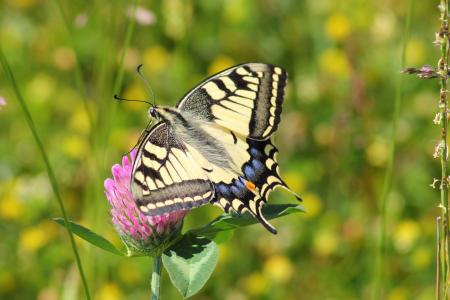 Black White and Blue Butterfly on Pink Flower