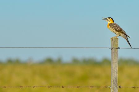 Black White Yellow and Gray Bird Standing on Brown Wooden Fence during Daytime