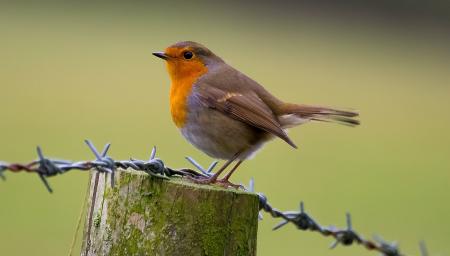 Black White Yellow and Gray Bird Standing on Brown Wooden Fence during Daytime