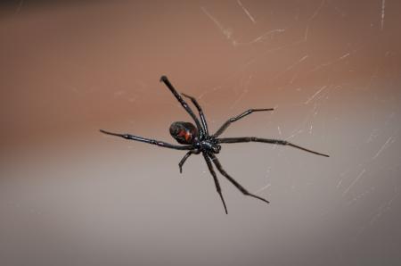 Black Widow Spider