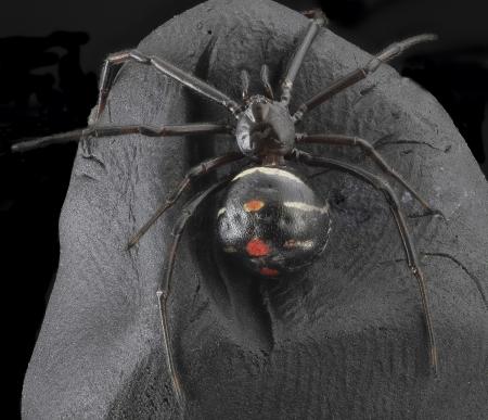 Black Widow Spider