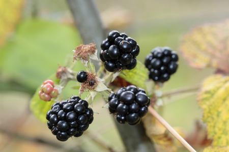 Blackberries