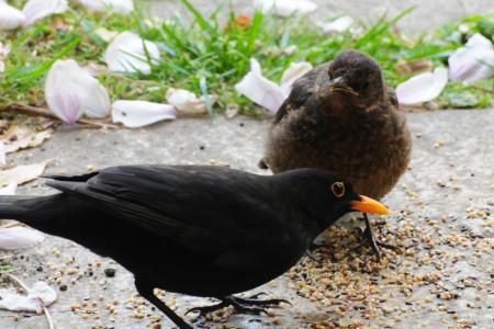 Blackbird feeding