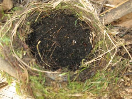 Blackbird Nest