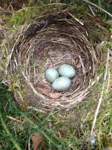 Blackbird Nest