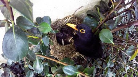 Blackbird Nest