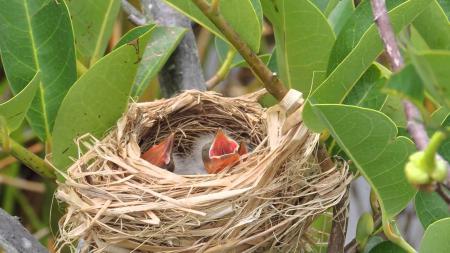 Blackbird Nest