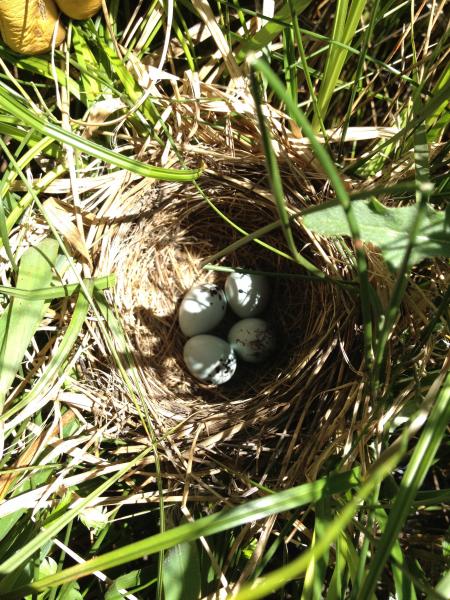 Blackbird Nest