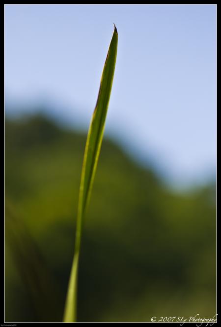 Blade of Grass