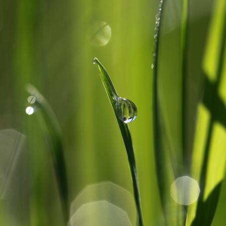 Wet grass