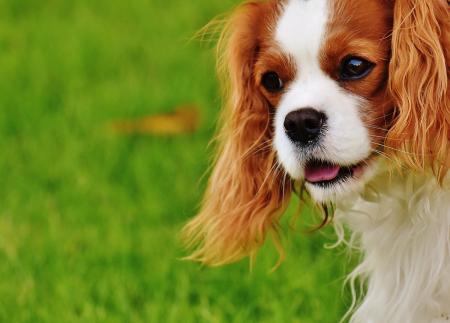 Blenheim Cavalier King Charles Spaniel Closeup Photography