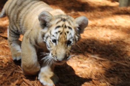 Blonde with Tiger