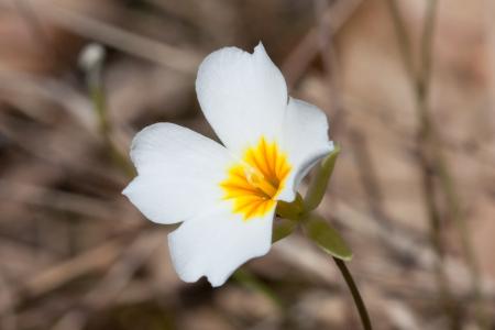 Blooming