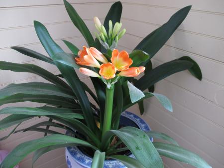 Blooming Clivia