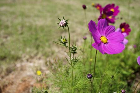 Blooming Cosmos