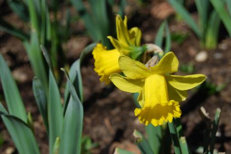 Blooming Daffodils