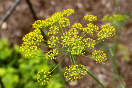 Blooming dill