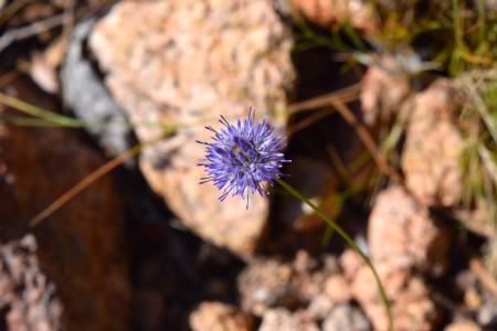 Blooming Flower