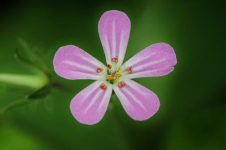 Blooming Flower