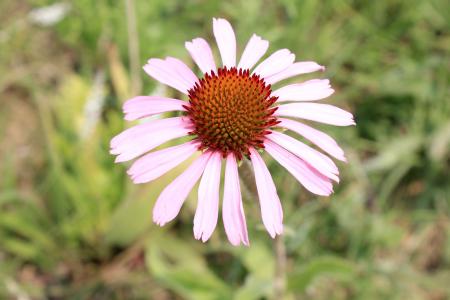 Blooming Flowers