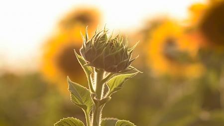 Blooming Flower