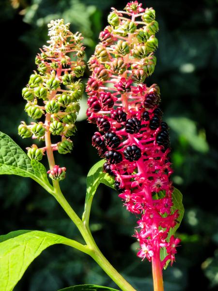 Blooming Flowers