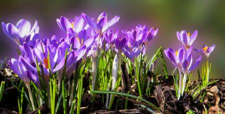 Blooming Flowers