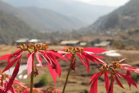 Blooming Flowers